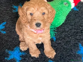 Cockapoo dogs 🐾WAITING LISTS OPEN🐾 - Advert 16