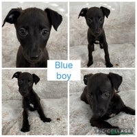 Mixed Breed dogs Pharaoh hound x blue whippet .last of the litter - Advert 5