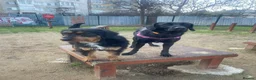 Airedale Terrier dogs for adoption: Zobi - Airedale Terrier Cross is Ready to Adopt - Advert 5