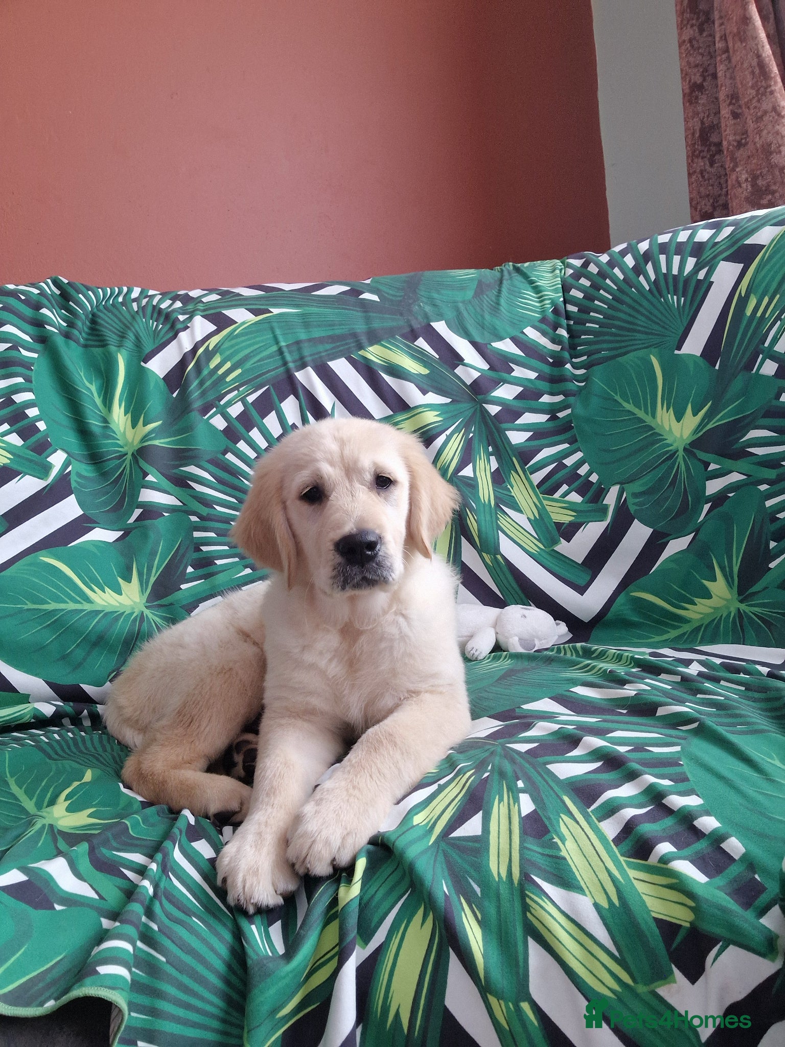 Golden Retriever dogs 🐾Last KC puppy, she is waiting for her new home🐾 - Advert 14
