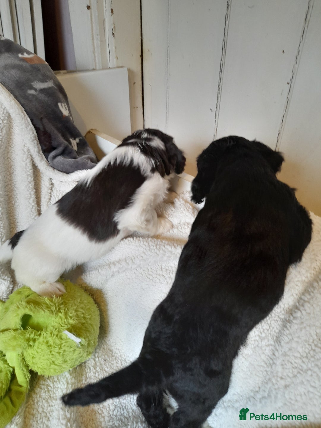 Sproodle dogs for sale: Gorgeous Sproodle pups. - Advert 7