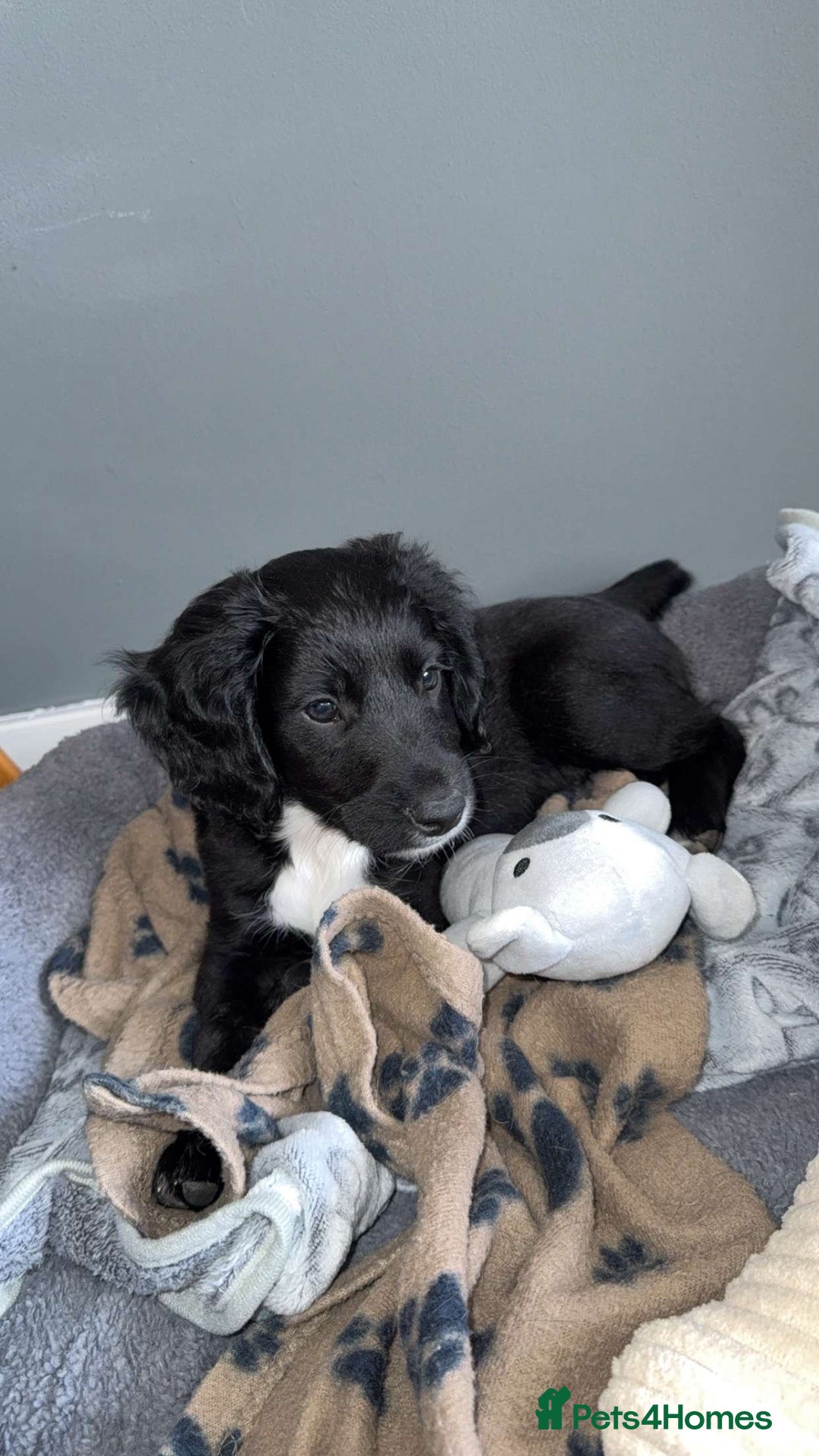 Mixed Breed dogs for sale: Cockapoo x springer spaniel - Image 2