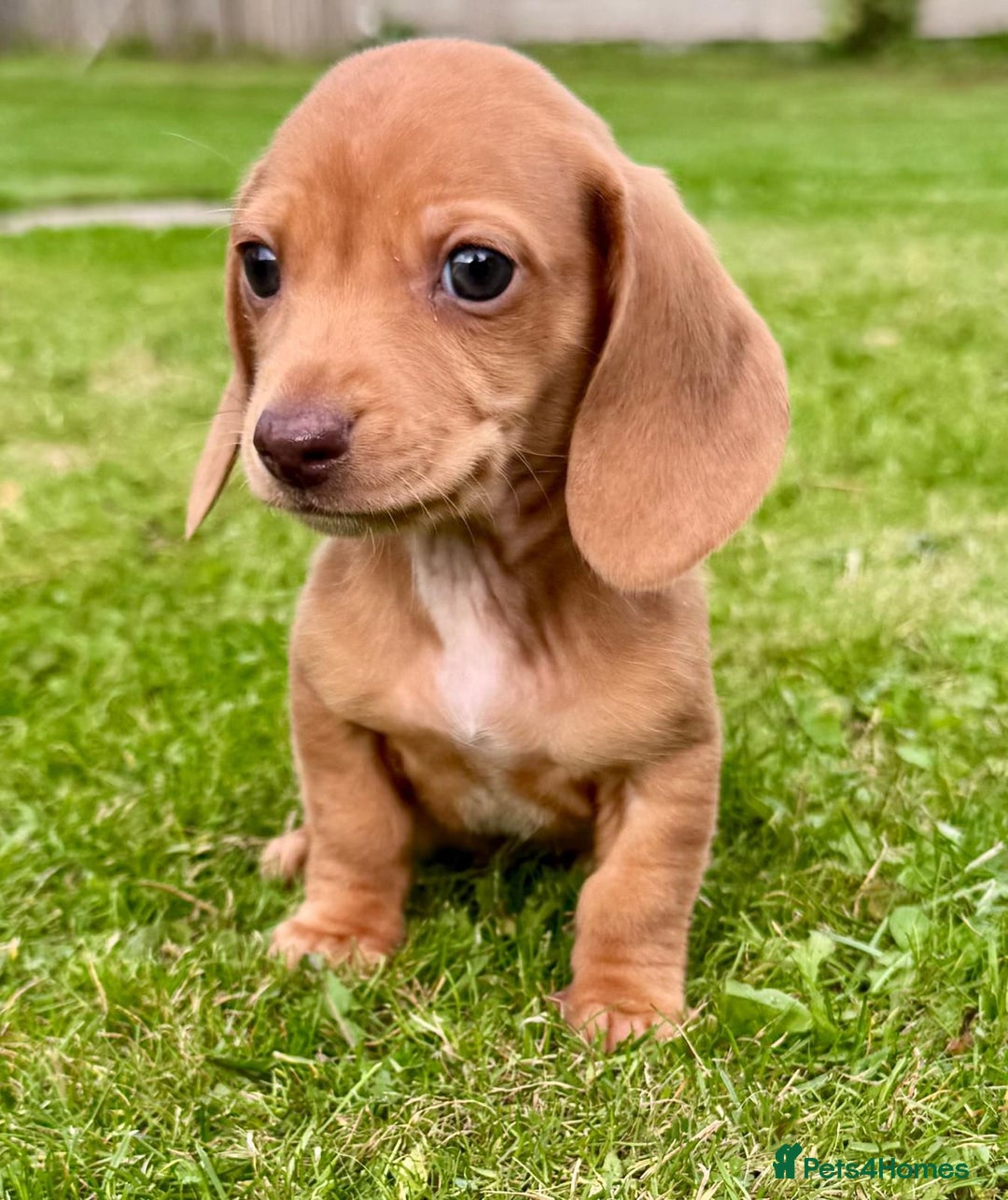 Miniature Dachshund dogs for sale: Red long haired shaded red  - Image 15