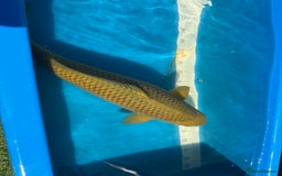Koi Carp fish for sale: Various koi carp for sale  - Image 36