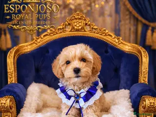 Maltipoo dogs ✨👑READY 🏡 One in a Million F1 Asian Maltipoo👑✨ - Advert 1