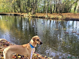 Mixed Breed dogs Zach – 10 months old, Male, Mixed Breed Pup - Advert 7