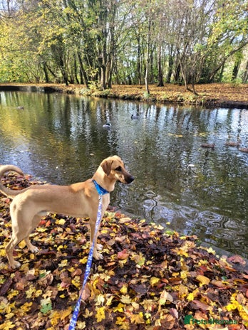 Mixed Breed dogs Zach – 10 months old, Male, Mixed Breed Pup - Advert 16