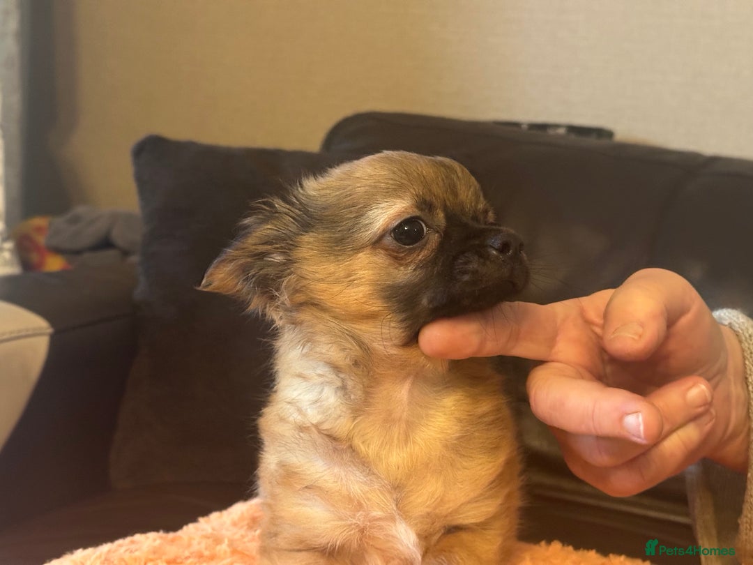 Chihuahua dogs for sale: Chihuahua long coat puppies ...only BOY left - Advert 1