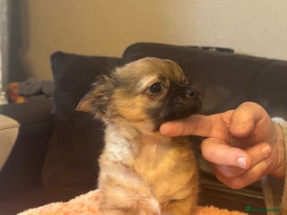 Chihuahua dogs Chihuahua long coat puppies ...only BOY left - Advert 5