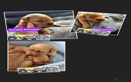 Labrador Retriever dogs for sale: Working lab pups - Image 6