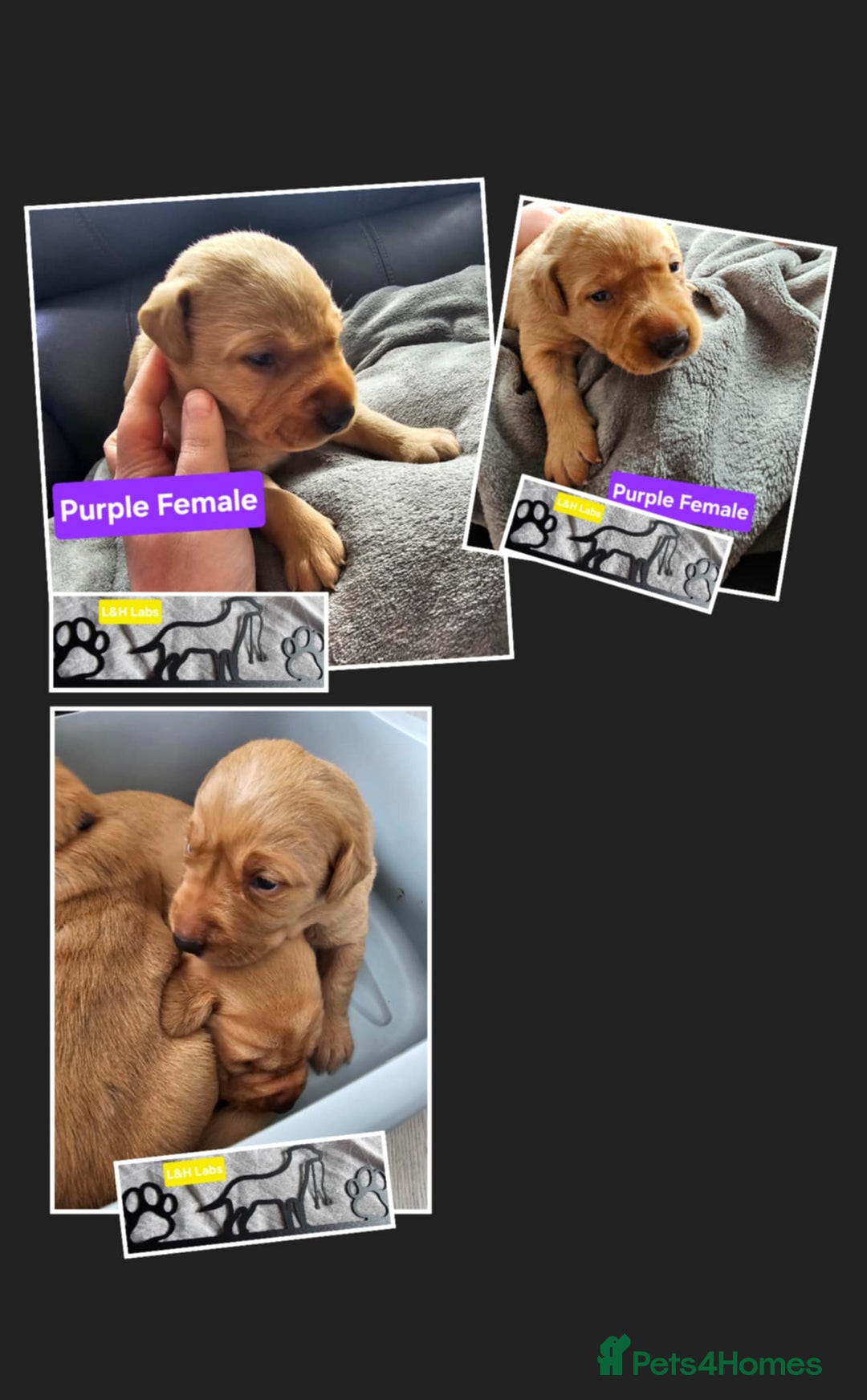 Labrador Retriever dogs for sale: Working lab pups - Image 6