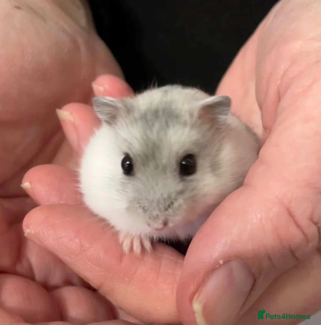 Hamster rodents for sale: Baby Winter White Russian hamsters (pure bred). - Advert 1