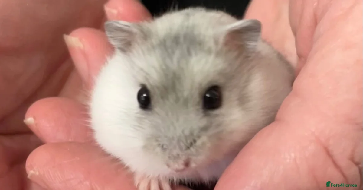 Baby Black Hamster Rodents For Sale Pets4Homes baby-black-hamster-rodents-for-sale-pets4homes