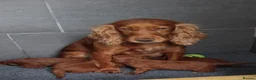 Cockapoo dogs for sale: RED SHOW COCKAPOO PRA CLEAR in Coalville - Advert 4