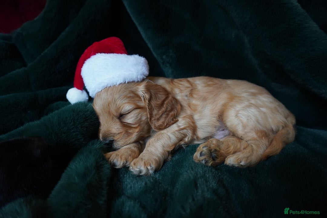 Mixed Breed dogs for sale: Schnockerpoo puppies - Advert 1