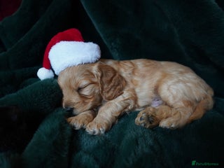 Mixed Breed dogs Schnockerpoo puppies - Advert 1