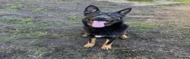 German Shepherd 1