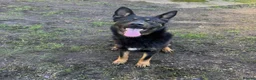 German Shepherd dogs for sale: 3years black n tan male security family guard - Advert 3