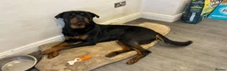 Rottweiler dogs for sale: Rehome 3 year old Rottweiler  - Advert 2