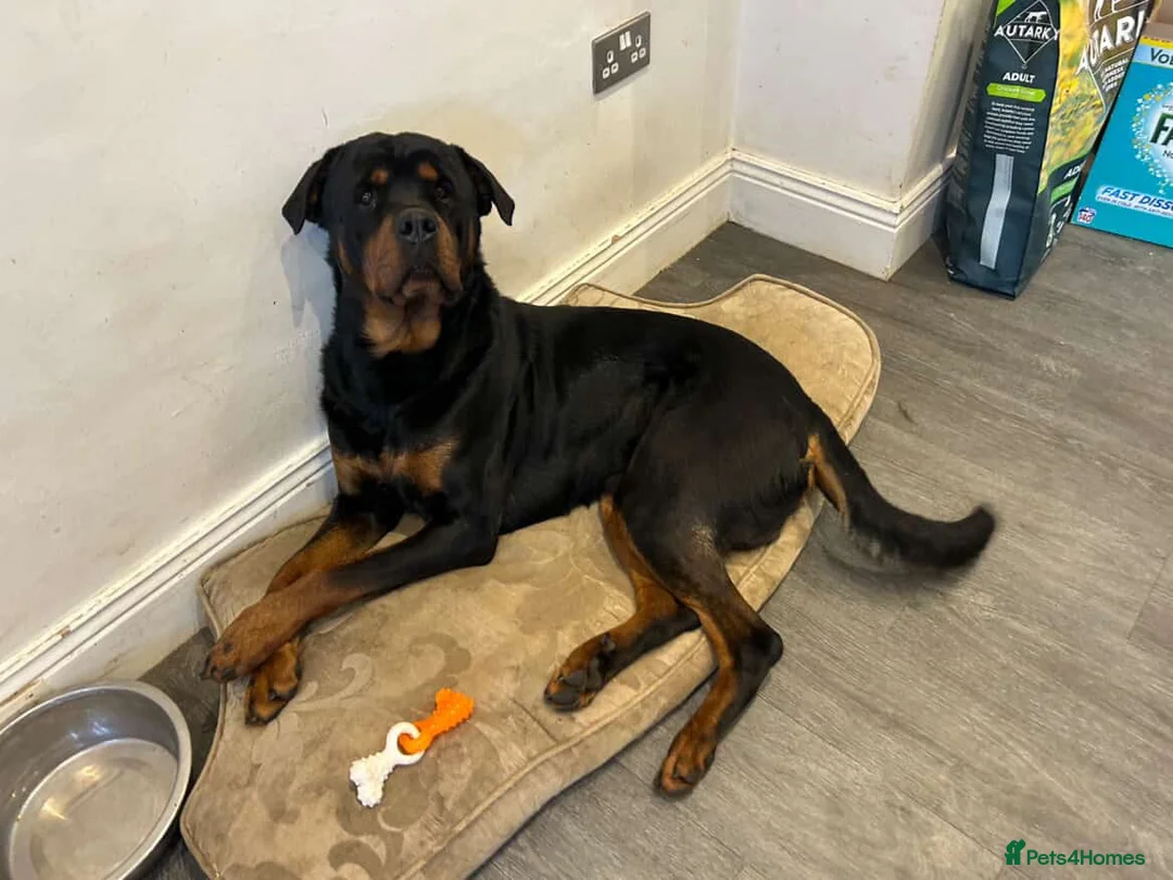Rottweiler dogs for sale: Rehome 3 year old Rottweiler  - Advert 2