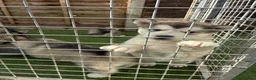 Alaskan Malamute dogs for sale: Pure bred Alaskan malamute puppies for sale £1200 - Advert 5