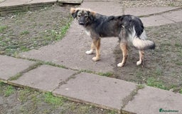 Mixed Breed dogs for adoption: Meet Little BEAR, a Lovely but naughty Boy... - Image 36