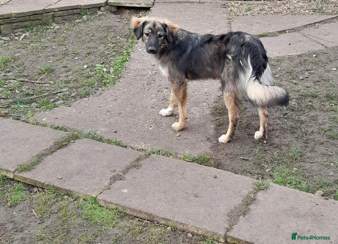 Mixed Breed dogs for adoption: Meet Little BEAR, a Lovely but naughty Boy... - Image 36