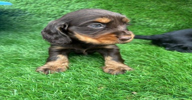 Cocker Spaniel dogs - Advert 5