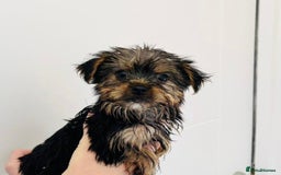 Yorkshire Terrier dogs for sale: Coloured Yorkshire Terrier Puppies  - Image 8
