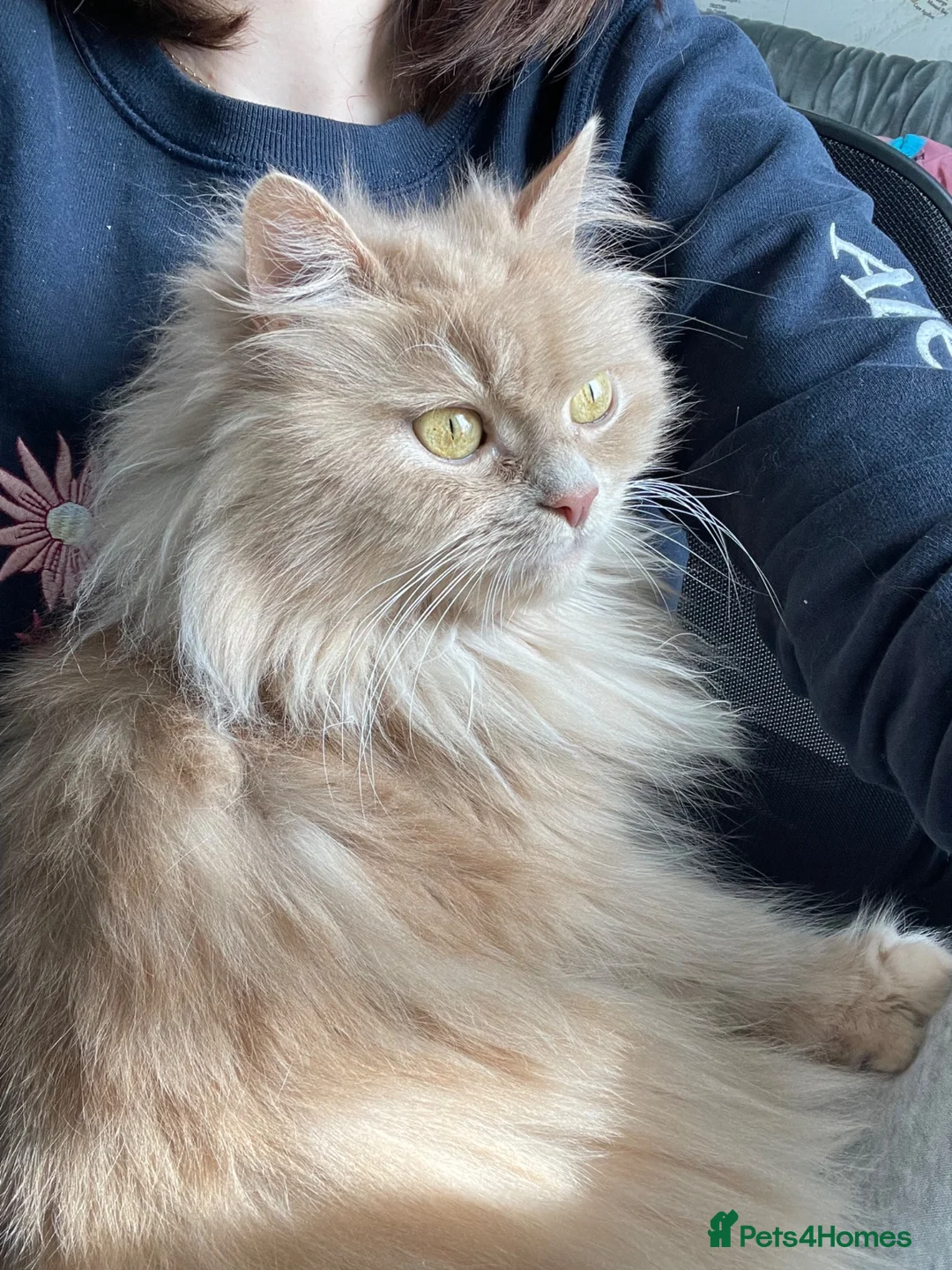 Persian cats for sale: Persian kittens in Rugby - Advert 2