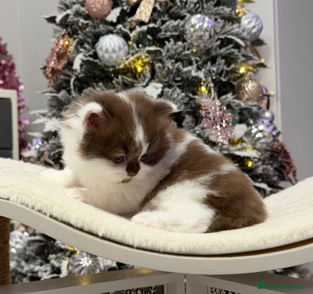 British Shorthair cats for sale: Gorgeous Quality British Kittens - Advert 15