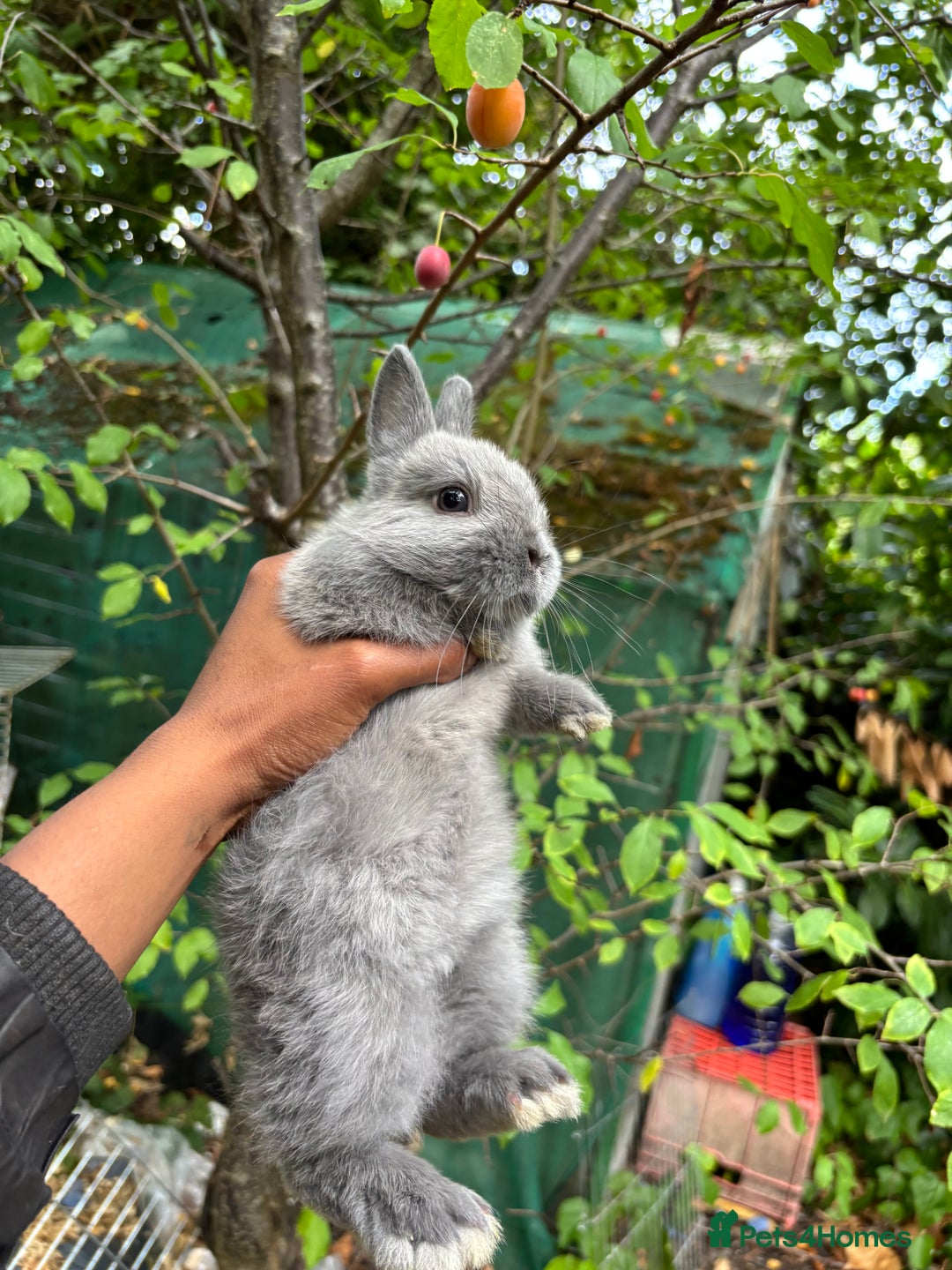 Netherland Dwarf rabbits for sale: Pure bred netherland dwarf ready to reserve  - Image 4