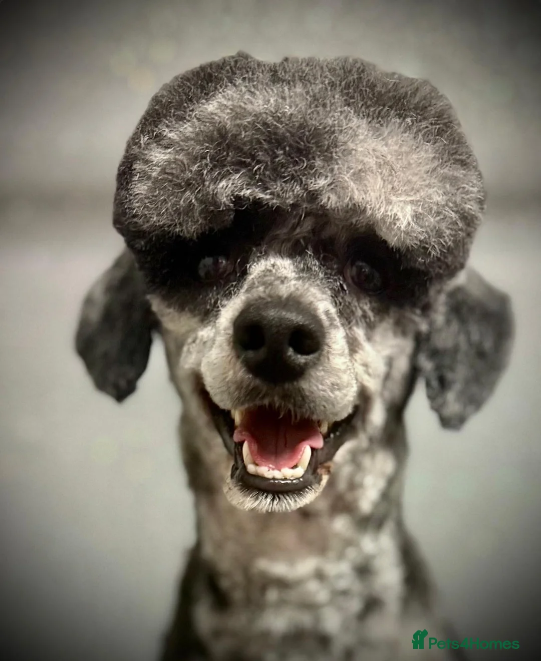 Miniature Poodle dogs for stud: beautiful blue merle miniature poodle in Swanley - Advert 9