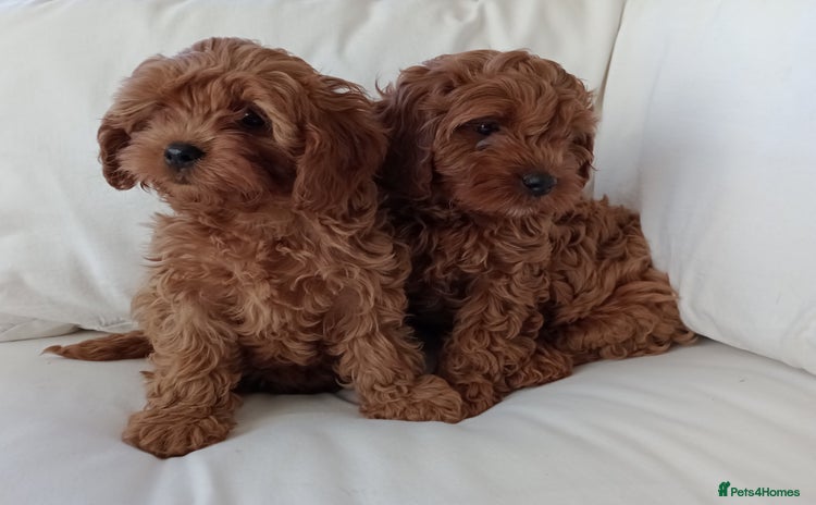 Cavapoo dogs - Advert 2