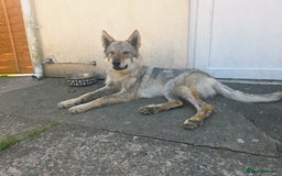 Saarloos Wolfdog dogs for sale: Czechoslovakian wolf dog  - Image 3