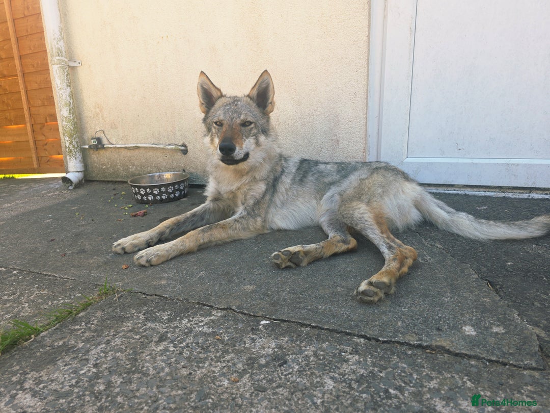 Saarloos Wolfdog dogs for sale: Czechoslovakian wolf dog  - Image 3