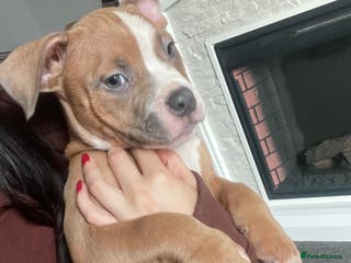 American Bully dogs ABKC registered Pocket bully/American bully - Advert 1