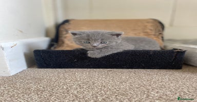 Russian Blue cats Gorgeous Russian blue/British Shorthair kittens - Advert 15