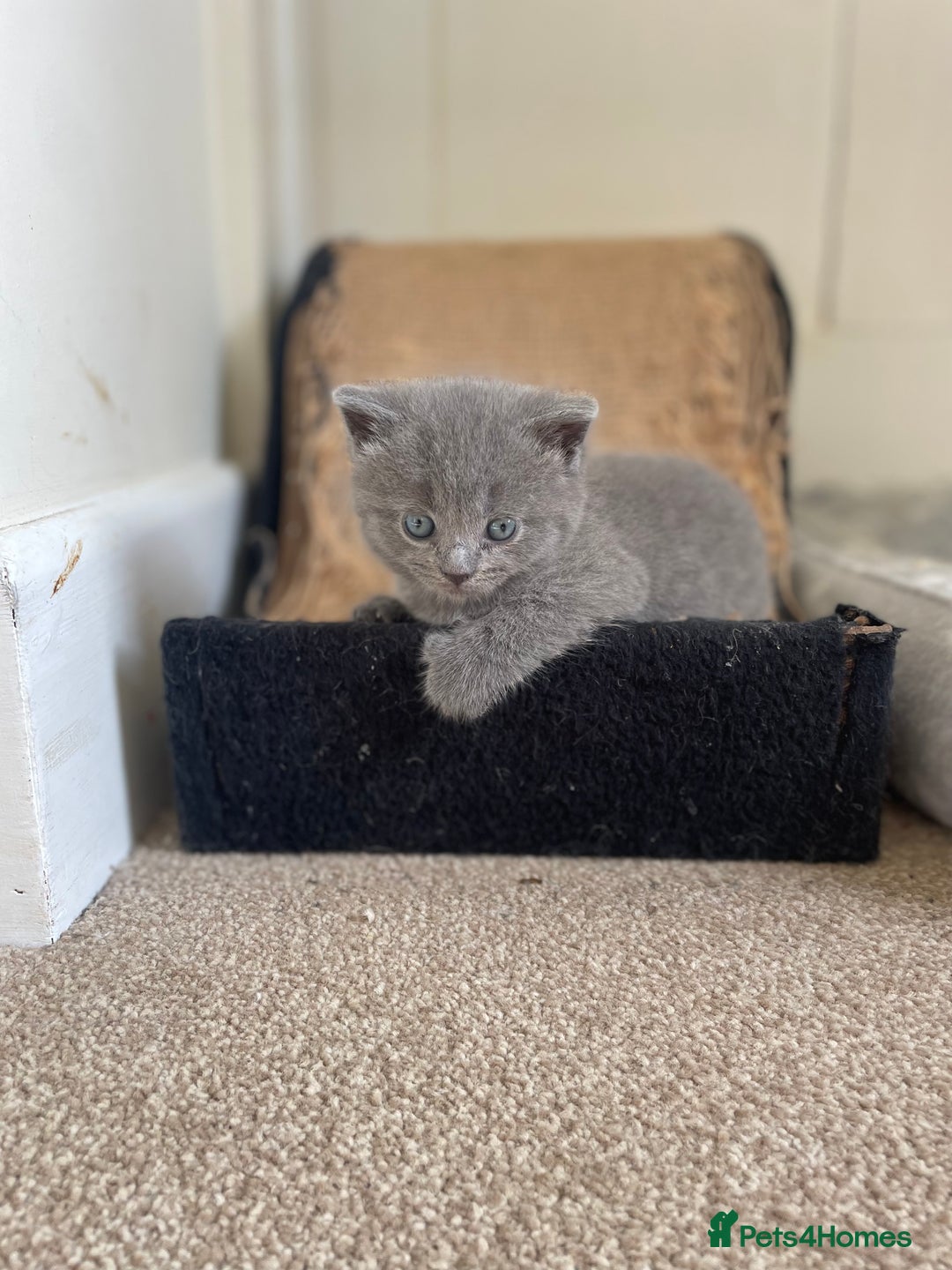 Russian Blue cats for sale: Gorgeous Russian blue/British Shorthair kittens - Advert 6