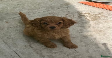 Cavapoo dogs - Advert 6