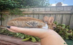 Mini Lop rabbits for sale: PUREBRED MINI LOP & MINI REX BABIES - Image 6