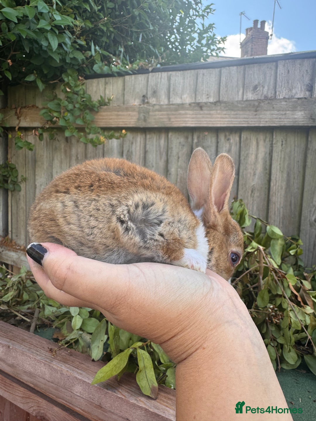Mini Lop rabbits for sale: PUREBRED MINI LOP & MINI REX BABIES - Image 6