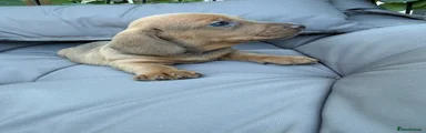 Miniature Dachshund 3