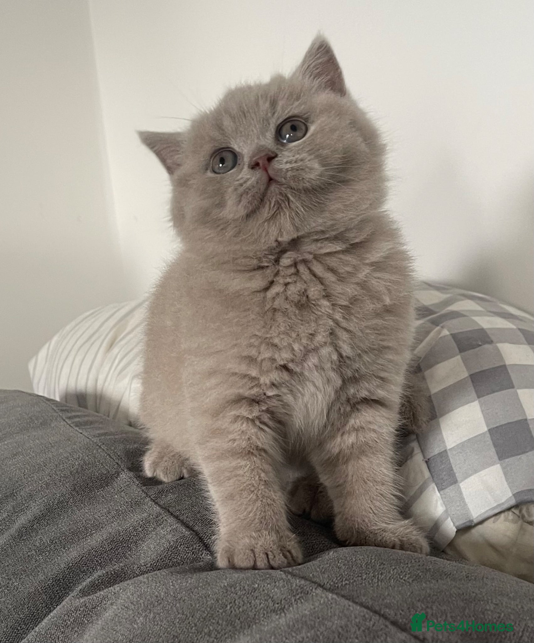 British Shorthair cats GORGEOUS PEDIGREE BRITISH SHORTHAIR  - Advert 15