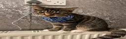 Mixed Breed cats for sale: Cat for rehome - Advert 4