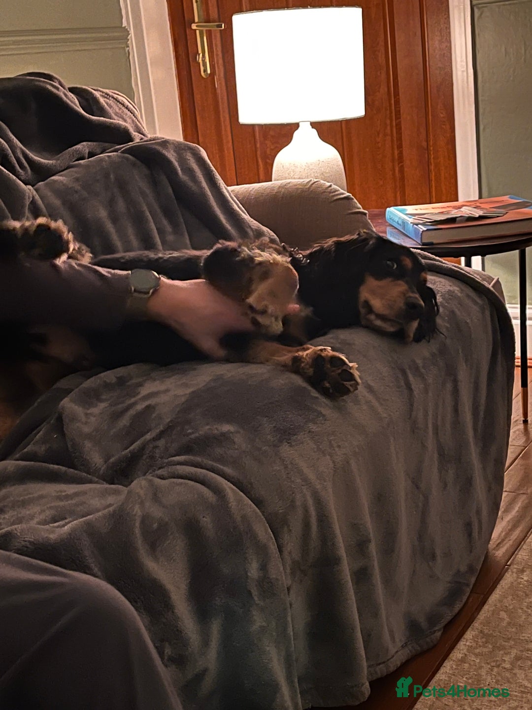 Cocker Spaniel dogs for sale: Ralph the Cocker Spaniel  - Advert 9