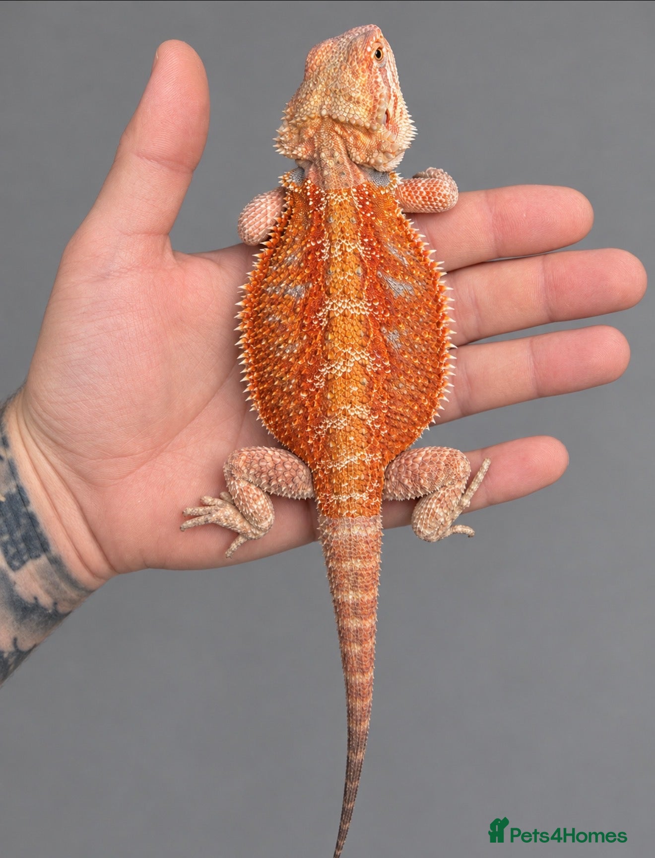 Bearded Dragon reptiles Beautiful Blue bar Bearded Dragon - Advert 1