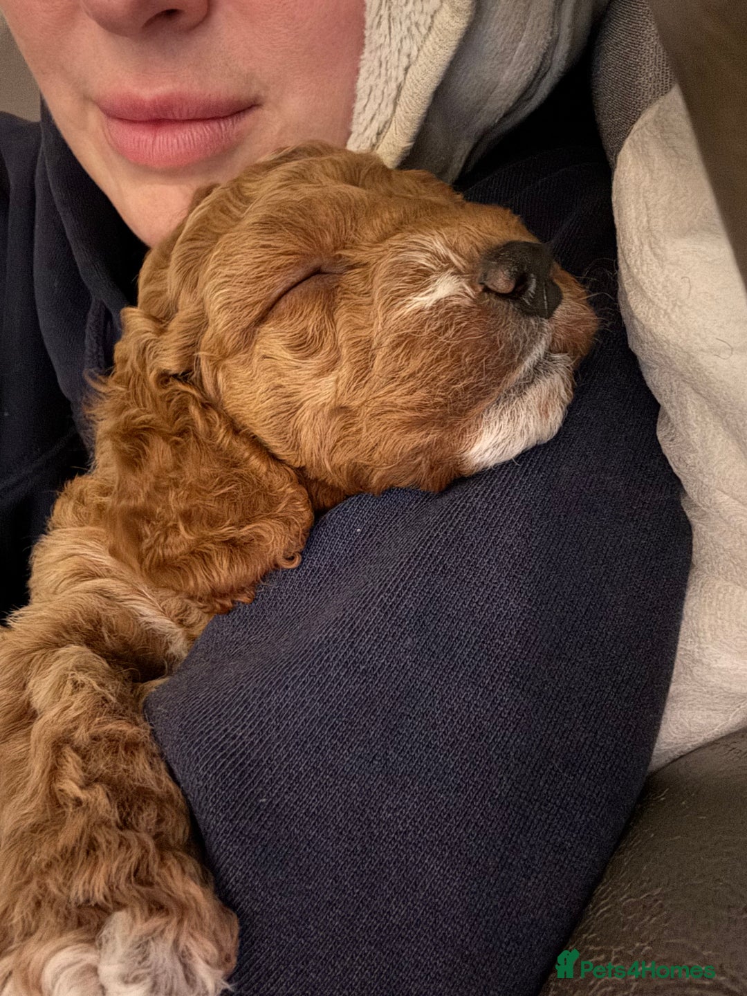 Cockapoo dogs for sale: Red Cockapoo girls Fb2 ready 12/1/26 - Advert 8