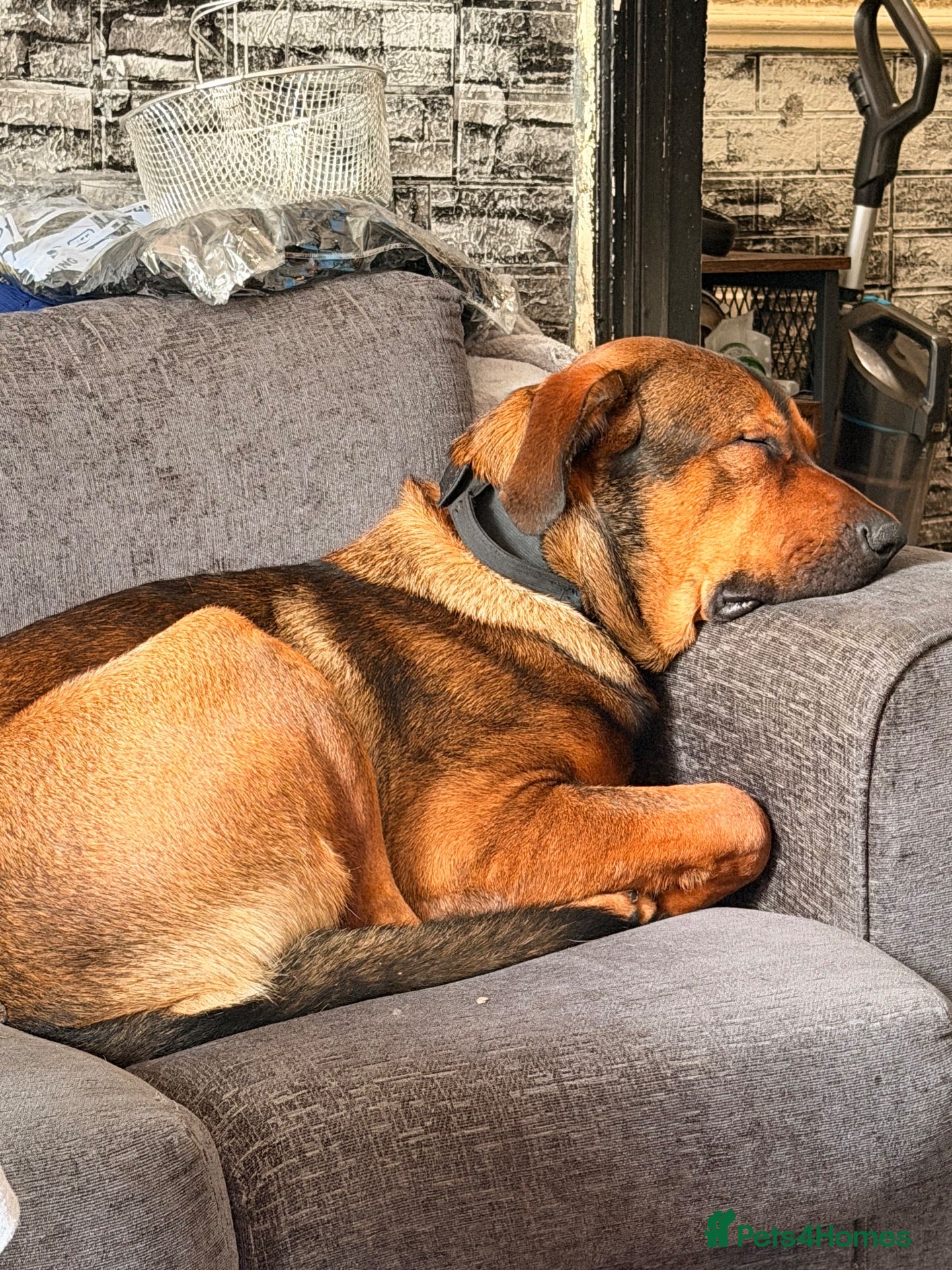 Mixed Breed dogs Mallinois x Rottweiler  - Advert 1