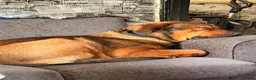 Mixed Breed dogs for sale: Mallinois x Rottweiler  - Advert 1